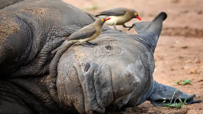 راز عجیب پرندگان خون‌خوار روی پشت کرگدن‌ها چیست؟