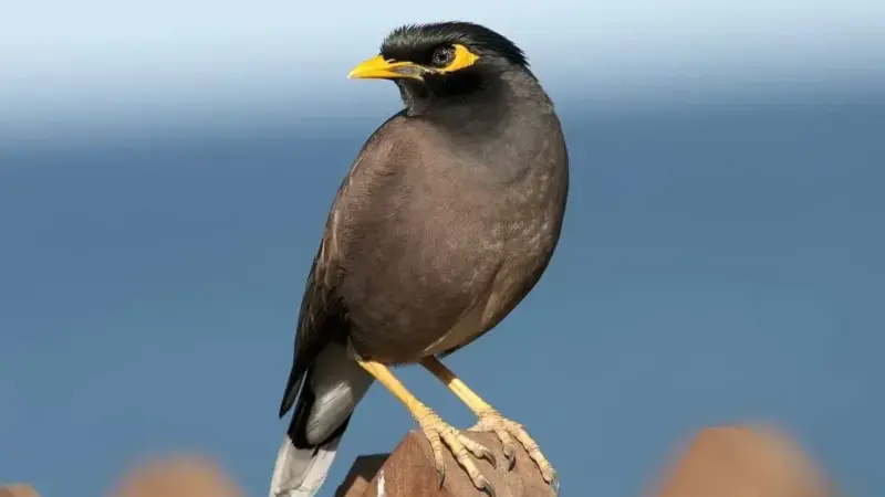 واکنش شدید به دعوت جنجالی شکار «مرغ مینا» از سوی فعال محیط زیست در خراسان!