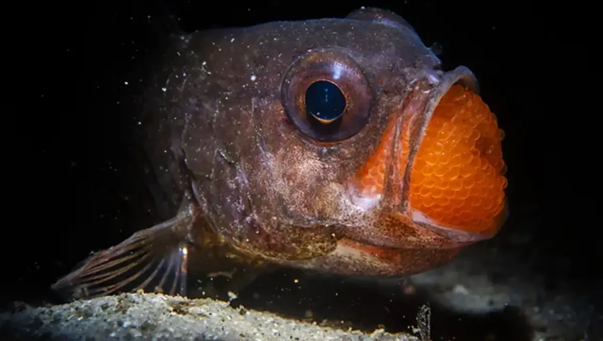 شگفتی‌های حیات وحش ۲۰۲۵؛ تصاویر بی‌نظیر از دل اقیانوس تا بلندای کوهستان