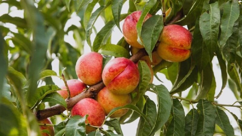کشف شگفت‌انگیز: برگ‌ها راز رسیدن میوه‌ها را فاش می‌کنند!