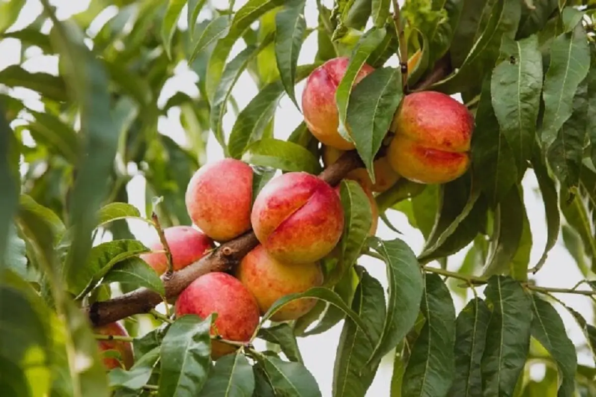 کشف شگفت‌انگیز: برگ‌ها راز رسیدن میوه‌ها را فاش می‌کنند!