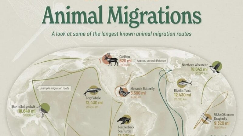 پرستوی دریایی شمالگان؛ رکوردشکنی با سفر ۹۶ هزار کیلومتری بین قطب‌ها!