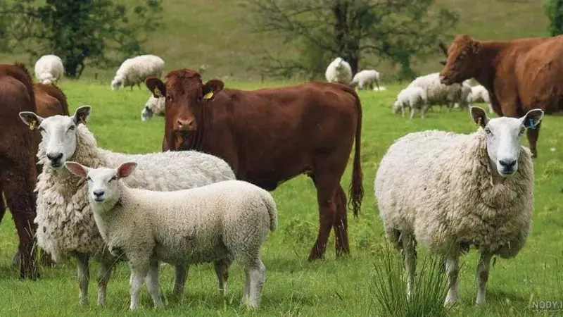 تب برفکی چگونه تولید شیر و گوشت را تا ۲۰ درصد کاهش داد؟ افشای چالش بزرگ دامداران ایران