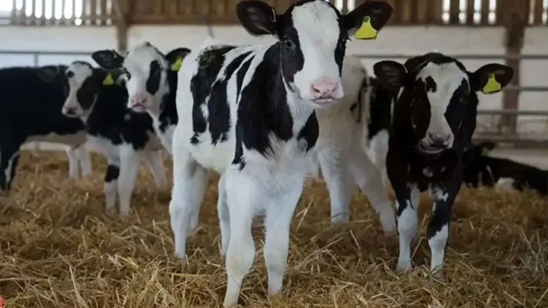 قیمت دام زنده امروز ۶ دی ۱۴۰۴؛ نوسان قابل توجه در بازار گوسفند و گوساله