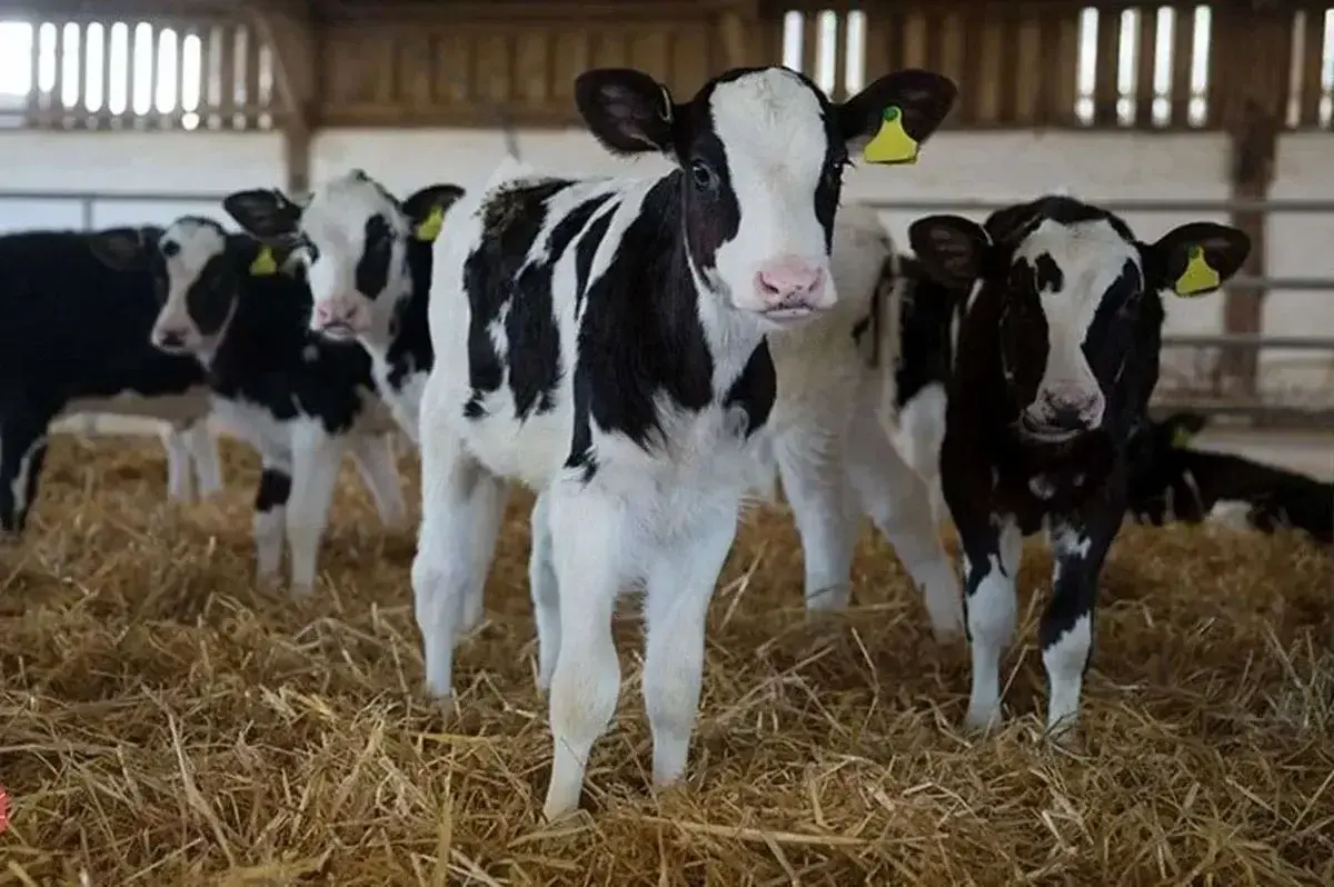 قیمت دام زنده امروز ۶ دی ۱۴۰۴؛ نوسان قابل توجه در بازار گوسفند و گوساله