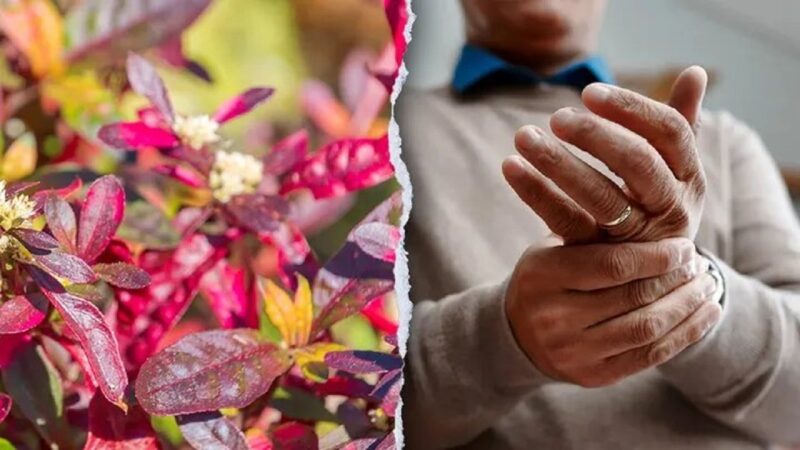 این گیاه برزیلی در درمان روماتیسم معجزه می‌کند
