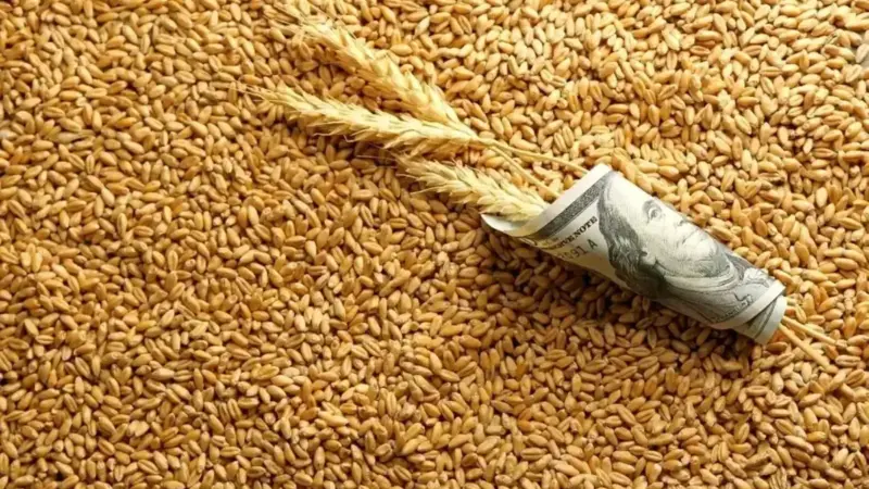 واردات نجومی گندم به ایران؛ بیش از ۱.۵ میلیون تن در ۸ ماه!