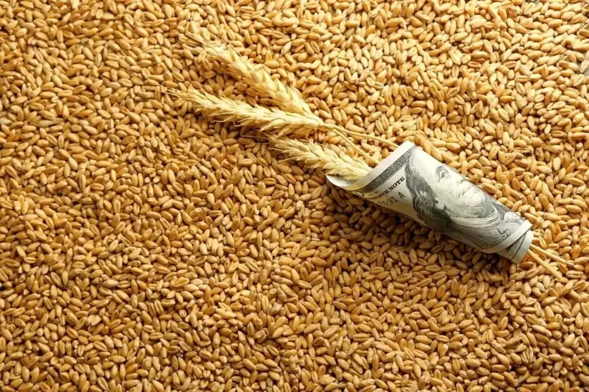 واردات نجومی گندم به ایران؛ بیش از ۱.۵ میلیون تن در ۸ ماه!