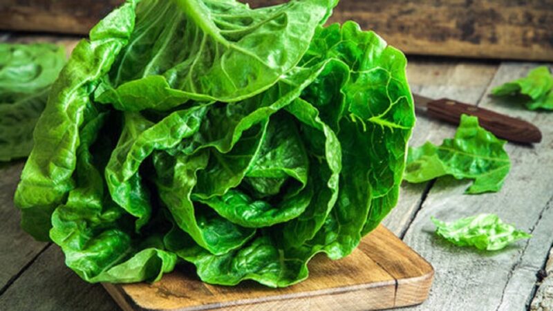 آیا باید از نیترات کاهو ترسید؟/ این سبزی مشهورترین خواب‌آور طبیعی است
