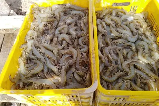 برداشت کم‌سابقه ۲۵۰۰ تن میگوی پرورشی در خوزستان؛ راز موفقیت در خشکسالی چیست؟