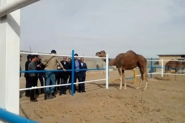 رازهای شگفت‌انگیز پرورش شتر در دل کویر میرجاوه که نمی‌دانستید!