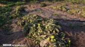 بارندگی‌های اخیر چگونه کشاورزان بخش سورک را درگیر خسارت سنگین کرد؟