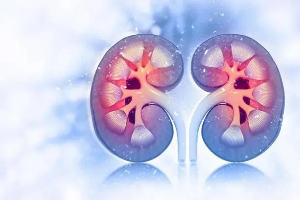 ارتباط شگفت‌انگیز بین سلامت کلیه‌ها و افزایش خطر آلزایمر فاش شد!