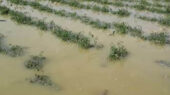 خسارت نجومی ۴۷۵۰ میلیاردی سیل به کشاورزی سیستان و بلوچستان؛ آیا بحران کنترل شد؟