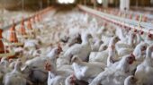 چرا طرح بومی کاهش هزینه و انرژی در مرغداری‌ها هنوز به اجرا نرسیده است؟