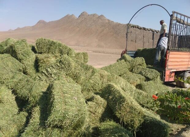 شاهرودی‌ها به میدان آمدند؛ نذر علوفه‌ای که جان حیات‌وحش را نجات داد