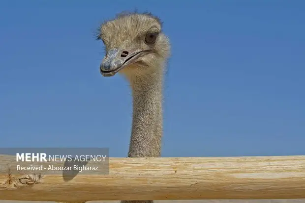 شگفتی پرورش شترمرغ در زابل؛ کسب‌وکاری نوپا با آینده‌ای درخشان