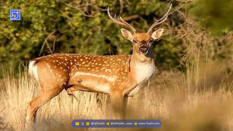 شگفتی در جنگل آمریکا؛ پروانه‌هایی که اشک گوزن می‌نوشند!