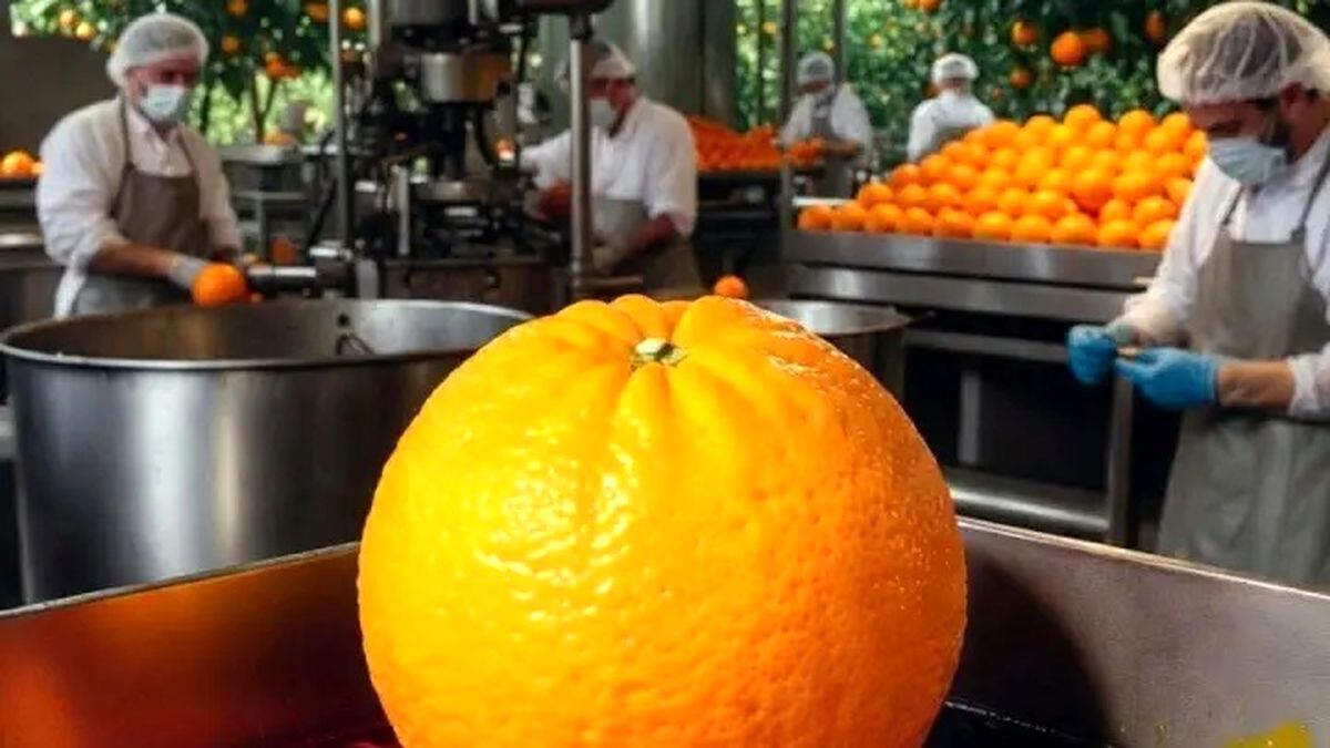 حقیقت پشت پرده پرتقال‌های رنگ‌شده مازندران که همه را شوکه کرد!