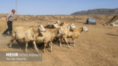 عشایر بیله‌سوار در چالش کمبود نهاده دامی و ضعف آنتن‌دهی؛ صدای مشکلات به کجا می‌رسد؟