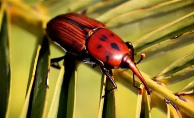 سامانه هوشمند، زمان دقیق مبارزه با آفات را مشخص کرد؛ کشاورزی وارد عصر نوین می‌شود!