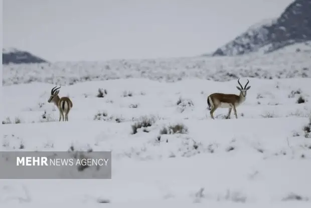 بارش‌های تازه چگونه تالاب گاوخونی و زیستگاه‌های اصفهان را دوباره جان بخشید؟