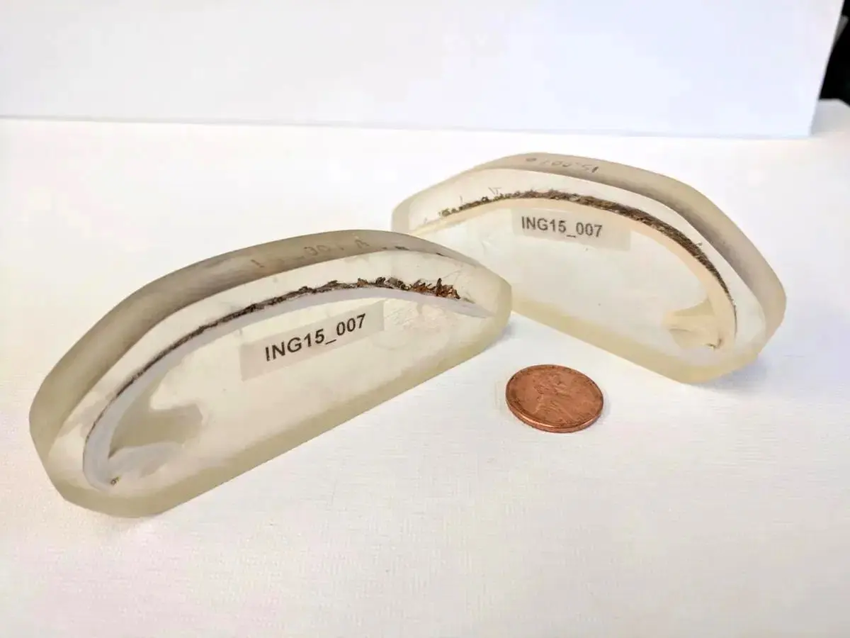 آشنایی با مینگ؛ قدیمی‌ترین صدف جهان که ۵۰۷ سال تاریخ را به چشم دید!