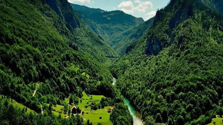 موسوی: جنگل‌های هیرکانی قربانی بی توجهی شدند