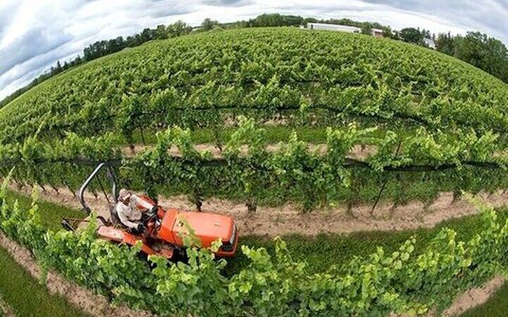 الگوی کشت برای اولین بار لحظه‌ای و مکانیزه رصد می‌شود!