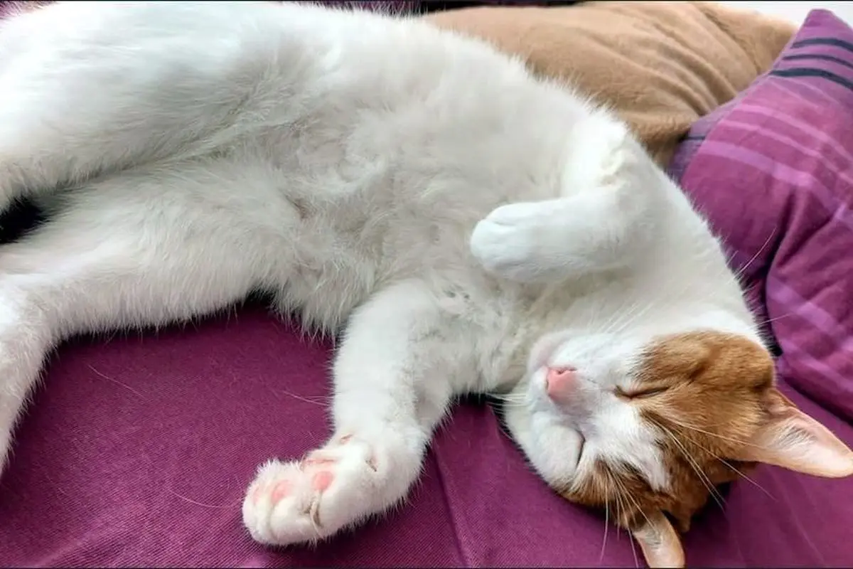 رازهای حیرت‌انگیز خواب گربه‌ها که هر صاحب حیوان باید بداند!