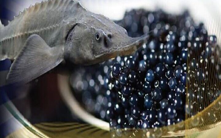 مازندران قطب صادرات خاویار ایران؛ بیش از ۹۰ درصد تولید به بازارهای جهانی می‌رود!