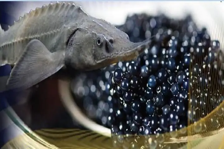 مازندران قطب صادرات خاویار ایران؛ بیش از ۹۰ درصد تولید به بازارهای جهانی می‌رود!