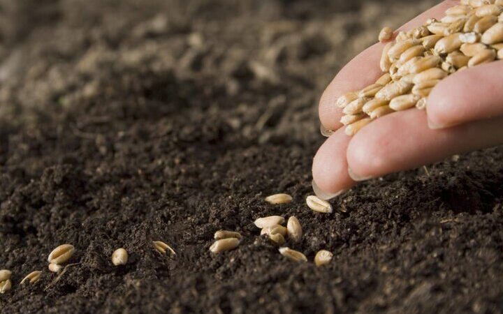 مازندران رکورد زد؛ تولید ۴۳۰۰ تن بذر گندم استاندارد و خودکفایی کشاورزی در آستانه تحقق