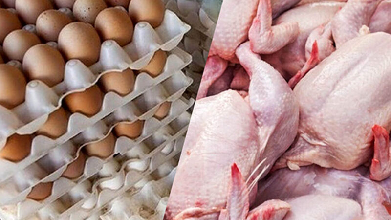 قیمت مرغ و تخم‌مرغ به کجا رسید؟ تازه‌ترین اعلام فدراسیون طیور که همه را شگفت‌زده کرد!