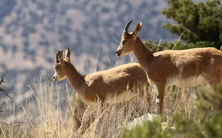 خشکسالی شدید نتوانست جمعیت حیات وحش اصفهان را کاهش دهد!