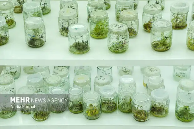 تشکیل شبکه بیوتکنولوژی کشاورزی کشورهای اسلامی؛ گامی بزرگ برای امنیت غذایی مشترک