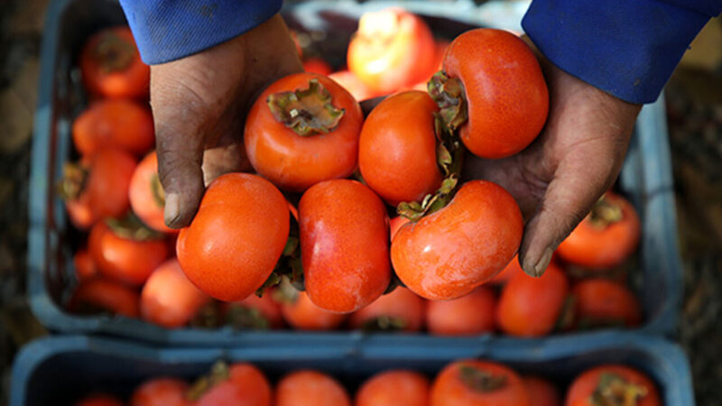 ماجرای وحشتناک «خرمالو» در اتاق‌های عمل!