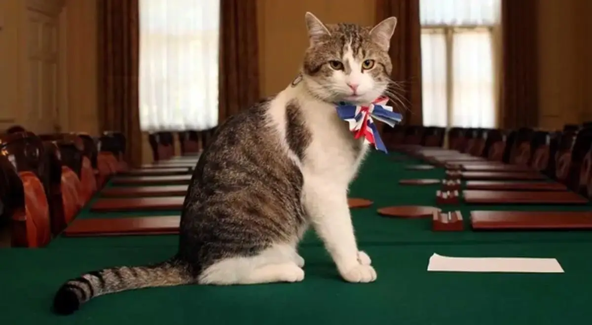 هشت گربه افسانه‌ای تاریخ که دنیا را مبهوت کردند؛ از مصر باستان تا فضا!