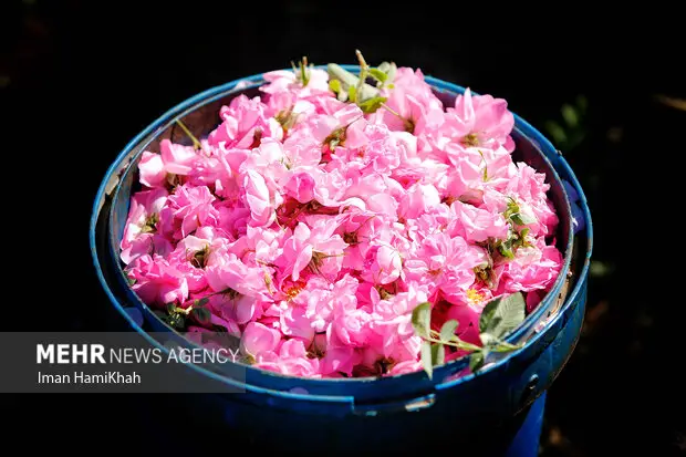 چرا ثبت جهانی اسانس گل محمدی، نبرد حقوقی ایران با رقبای منطقه‌ای است؟