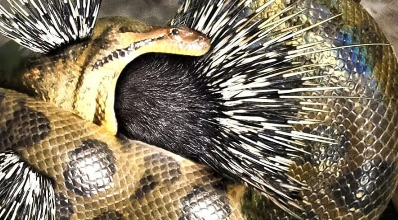 (ویدئو) مستند حیات وحش حیوانات/ راز بقا، این داستان: نبرد نفس‌گیر جوجه تیغی و مار کبری