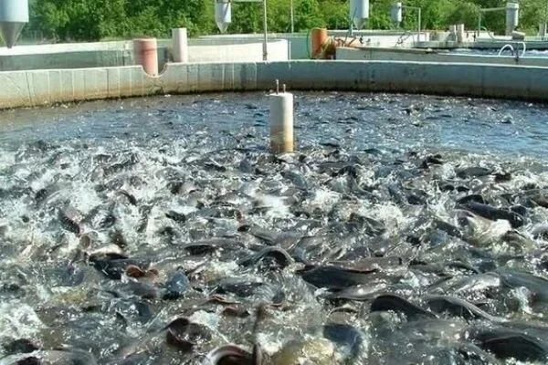 آذربایجان غربی قطب شیلات و آبزیان کشور؛۲۱ هزارتن آبزی تولید می شود