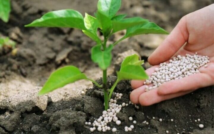 رشد ۲۰ درصدی مصرف کود شیمیایی در گلستان؛ تضمین امنیت غذایی کشاورزان