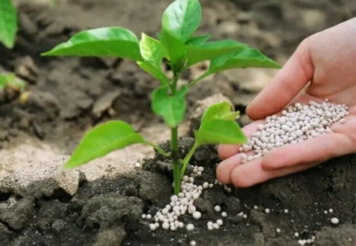 رشد ۲۰ درصدی مصرف کود شیمیایی در گلستان؛ تضمین امنیت غذایی کشاورزان