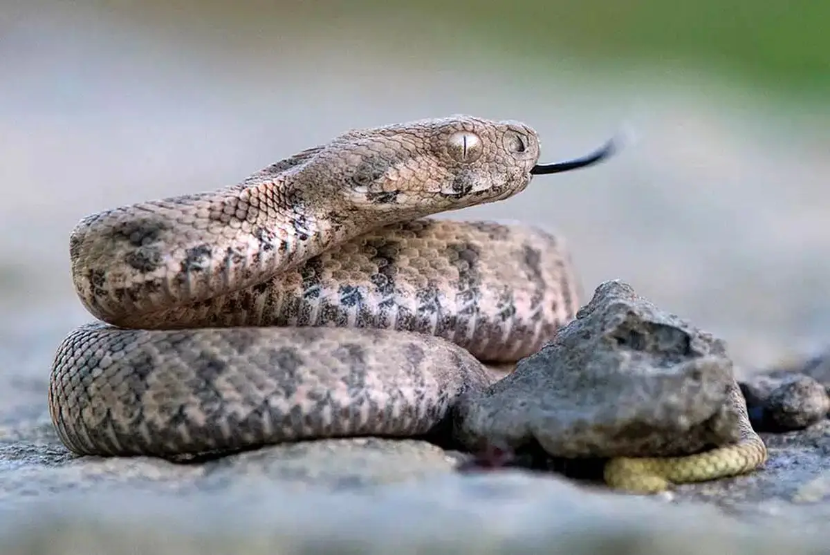 مارهای بوآی کوبایی؛ شکارچیان گروهی که همه تصورها را بر هم زدند!