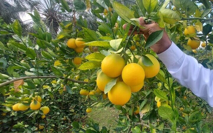 مازندران رکورد زد؛ ۴۴ هزار تن مرکبات شگفت‌انگیز راهی بازارهای جهانی شد!