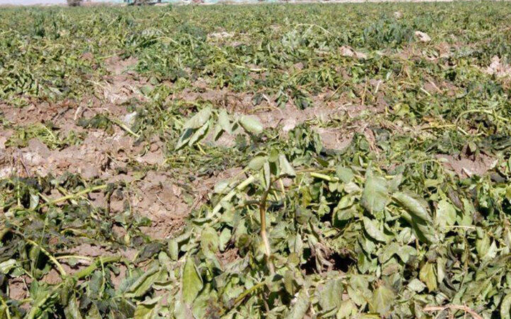 خسارت شدید باران به مزارع بادمجان در کمیز رودان