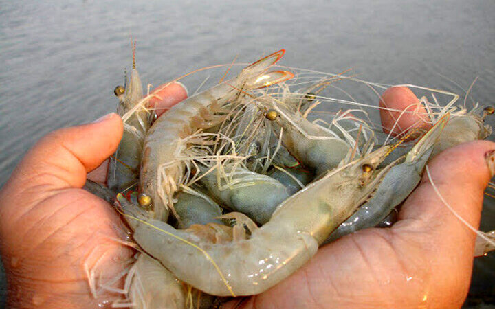 برداشت بی‌سابقه ۳۷۰۰ تن میگو در جاسک؛ افزایش چشمگیر صادرات به خلیج فارس و آسیا