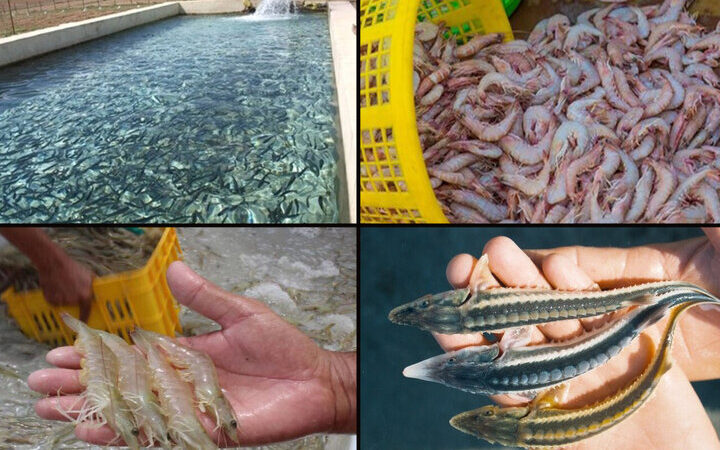 گلستان چگونه از صید سنتی به قطب نوین آبزی‌پروری تبدیل شد؟