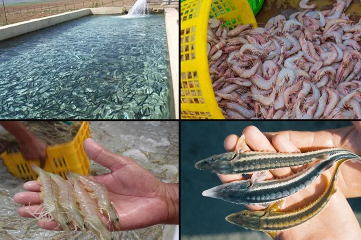 گلستان چگونه از صید سنتی به قطب نوین آبزی‌پروری تبدیل شد؟