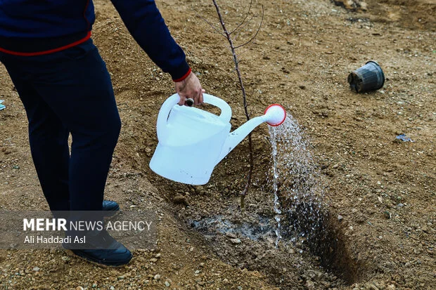 پویش «نهضت درختکاری در سایه مادر»؛ بانوان کردستان چگونه به جنگل‌ها جان دوباره بخشیدند؟